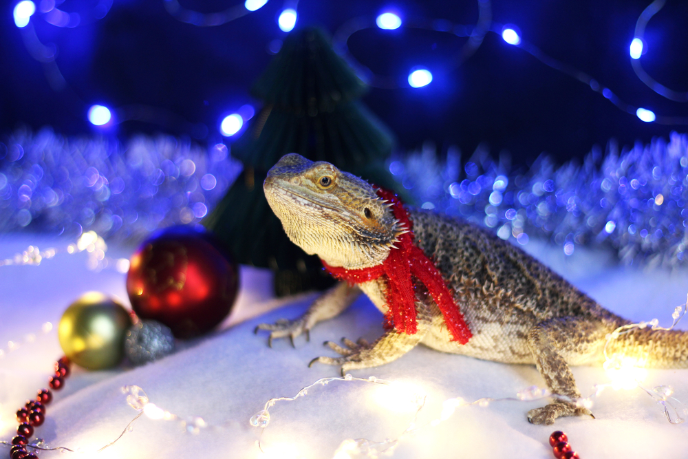 2022-zilla-holiday-gift-guide