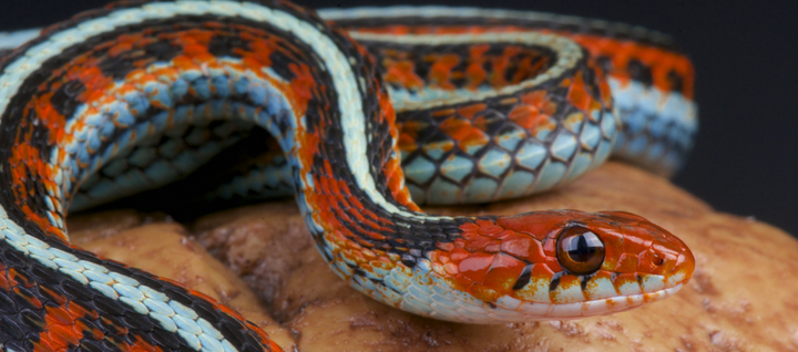 Garter Snake