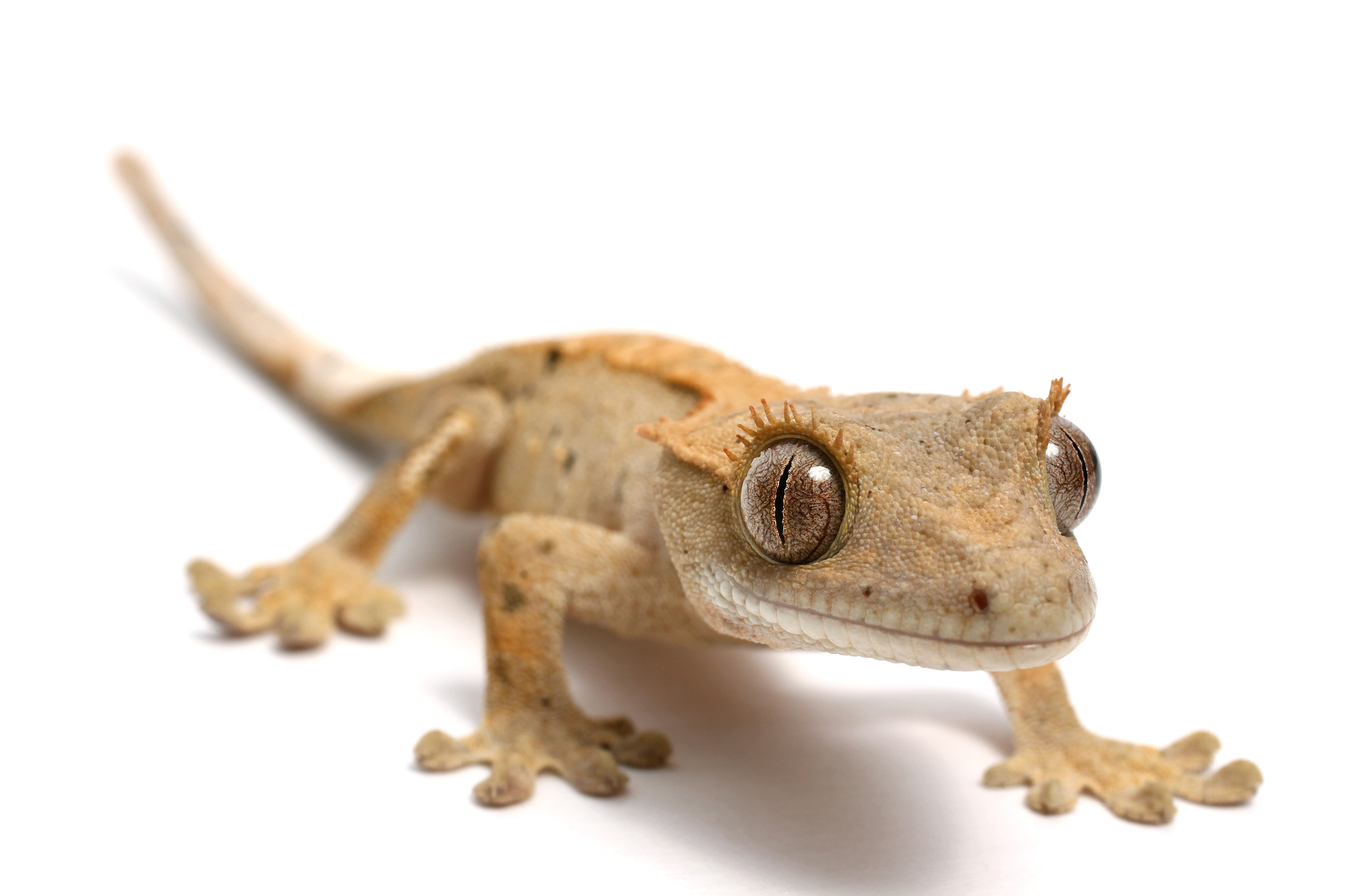 Zilla 6 types of pet geckos blog post - crested gecko