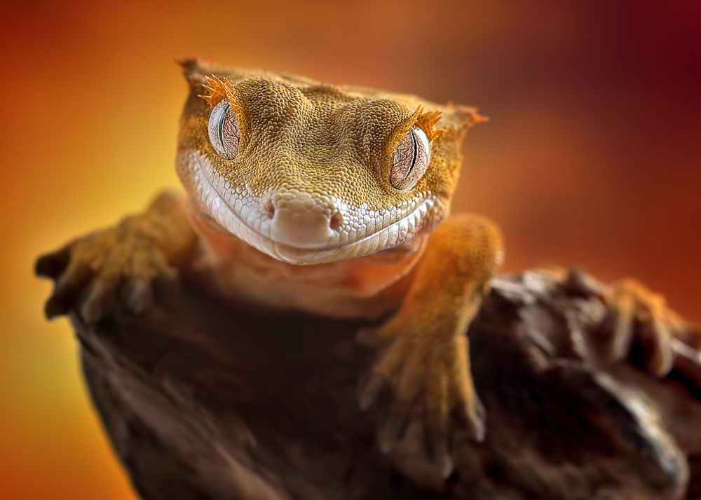 shutterstock_330838961