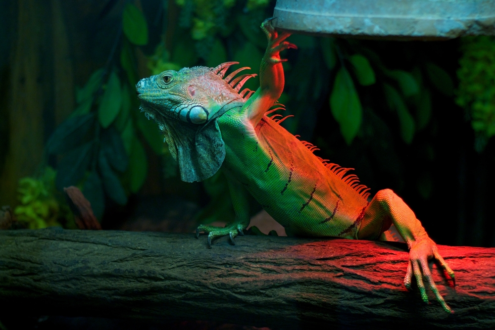 shutterstock_177708224