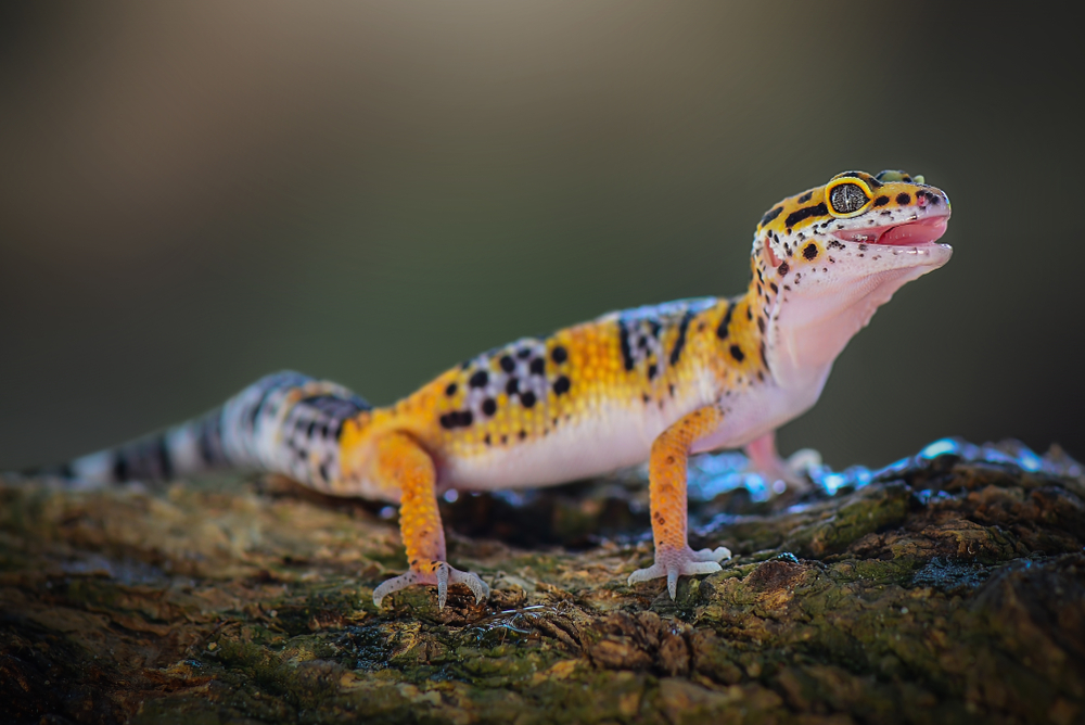 Are Reptiles Mammals? Are Reptiles Mammals?