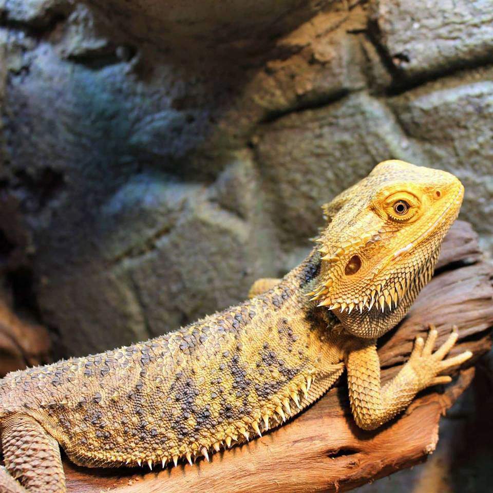 Myths And Facts About Bearded Dragon Care