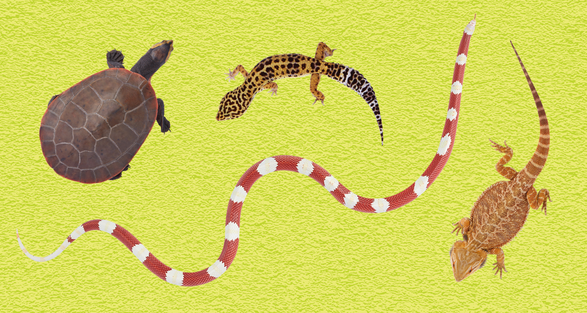 Top Ten Reptile and Amphibian Care Tips Top Ten Reptile and Amphibian Care Tips