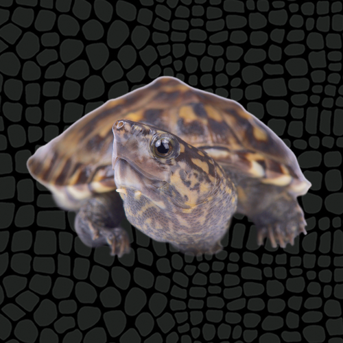 American Mud and Mask Turtle