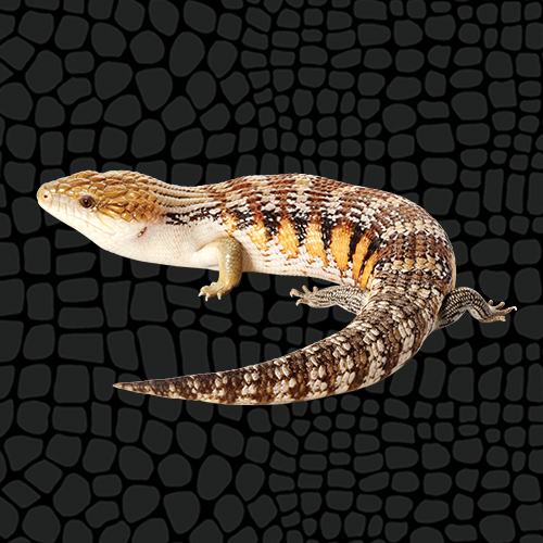 Zilla Blue Tongue Skink