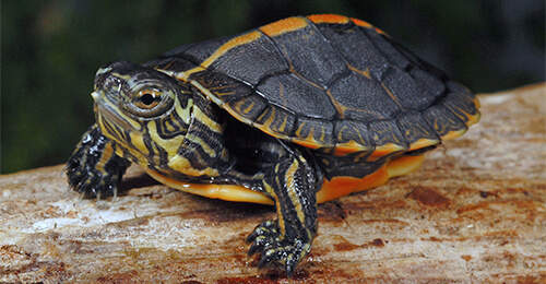 Chrysemys Picta Dorsalis Hatchling