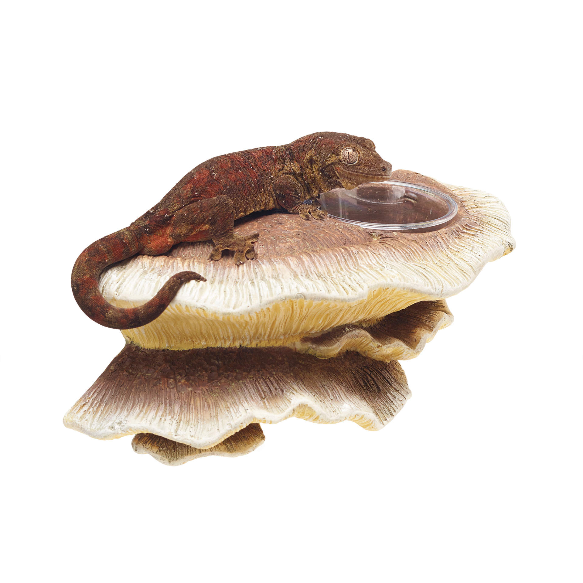 mushroom