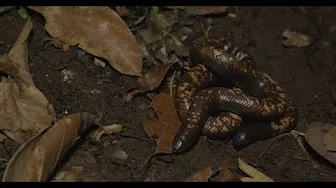 Zilla Beyond The Glass