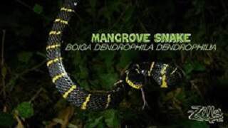 Mangrove Snake