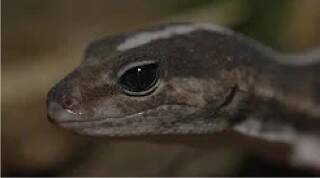 Fat-Tailed Gecko
