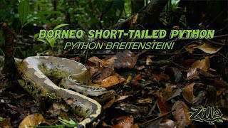Zilla Borneo Short-Tailed Python