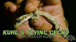 Zilla Kuhl's Flying Gecko