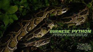 Zilla Burmese Python