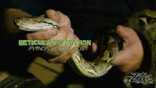 Zilla Reticulated Python