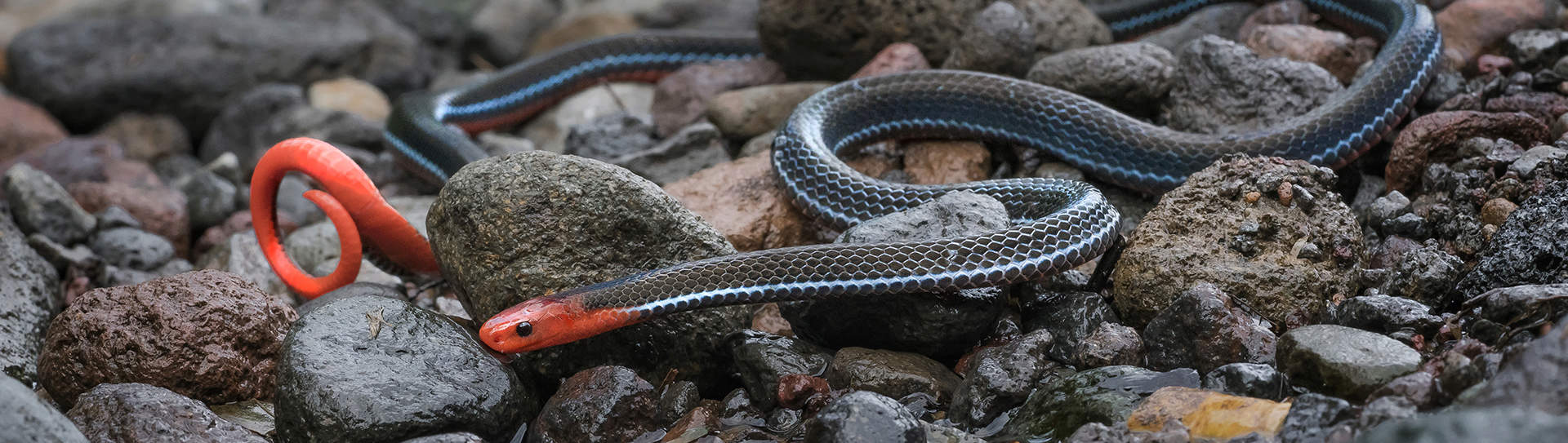 Three new snake species discovered in graveyards