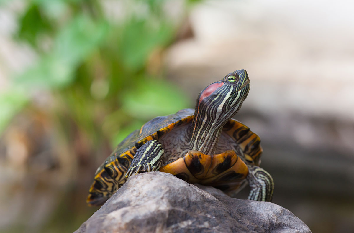 10 Things Every Turtle Keeper Needs