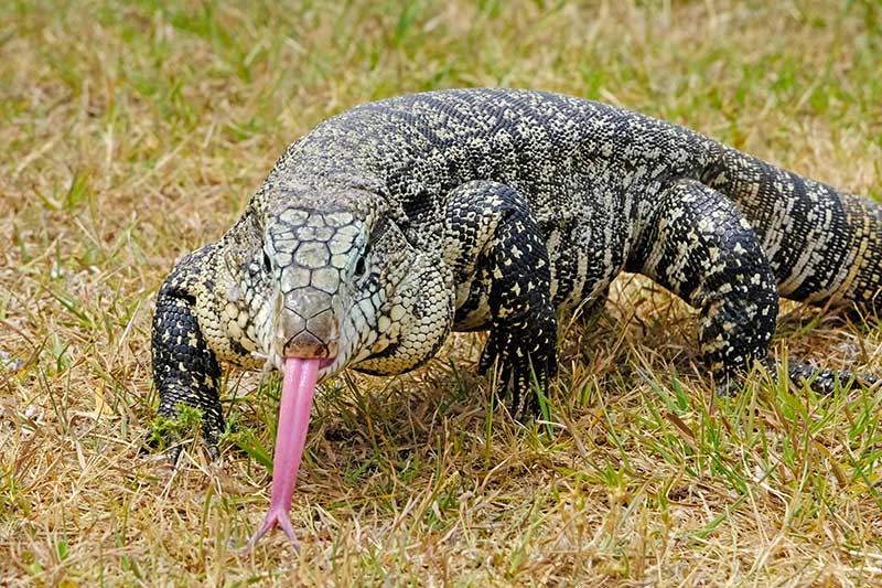 argentine-black-and-white-tegu