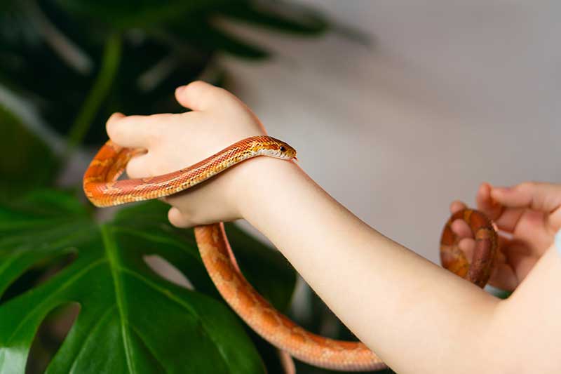 corn-snake