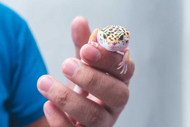leopard-gecko