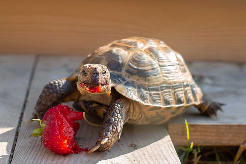 russian-tortoise