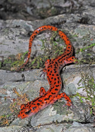 Corn Snake