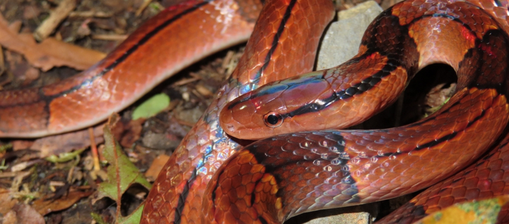 Bamboo rat snake