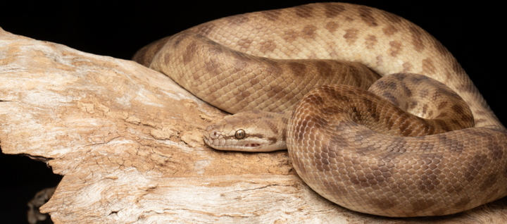 Childrens python