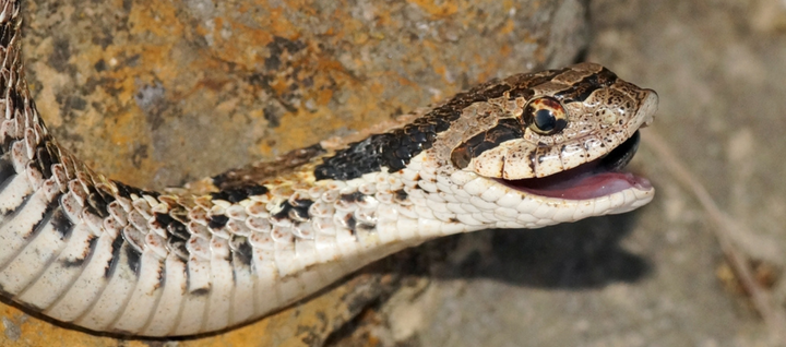 Hognose snake