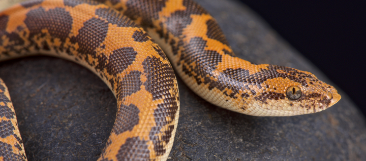 Sand Boa