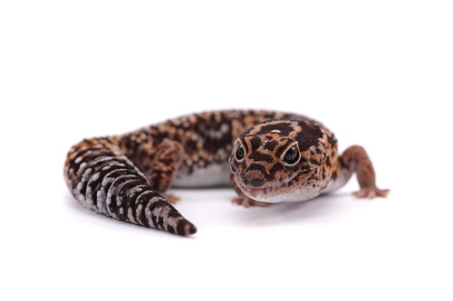 Zilla 6 types of pet geckos blog post - African fat tail gecko