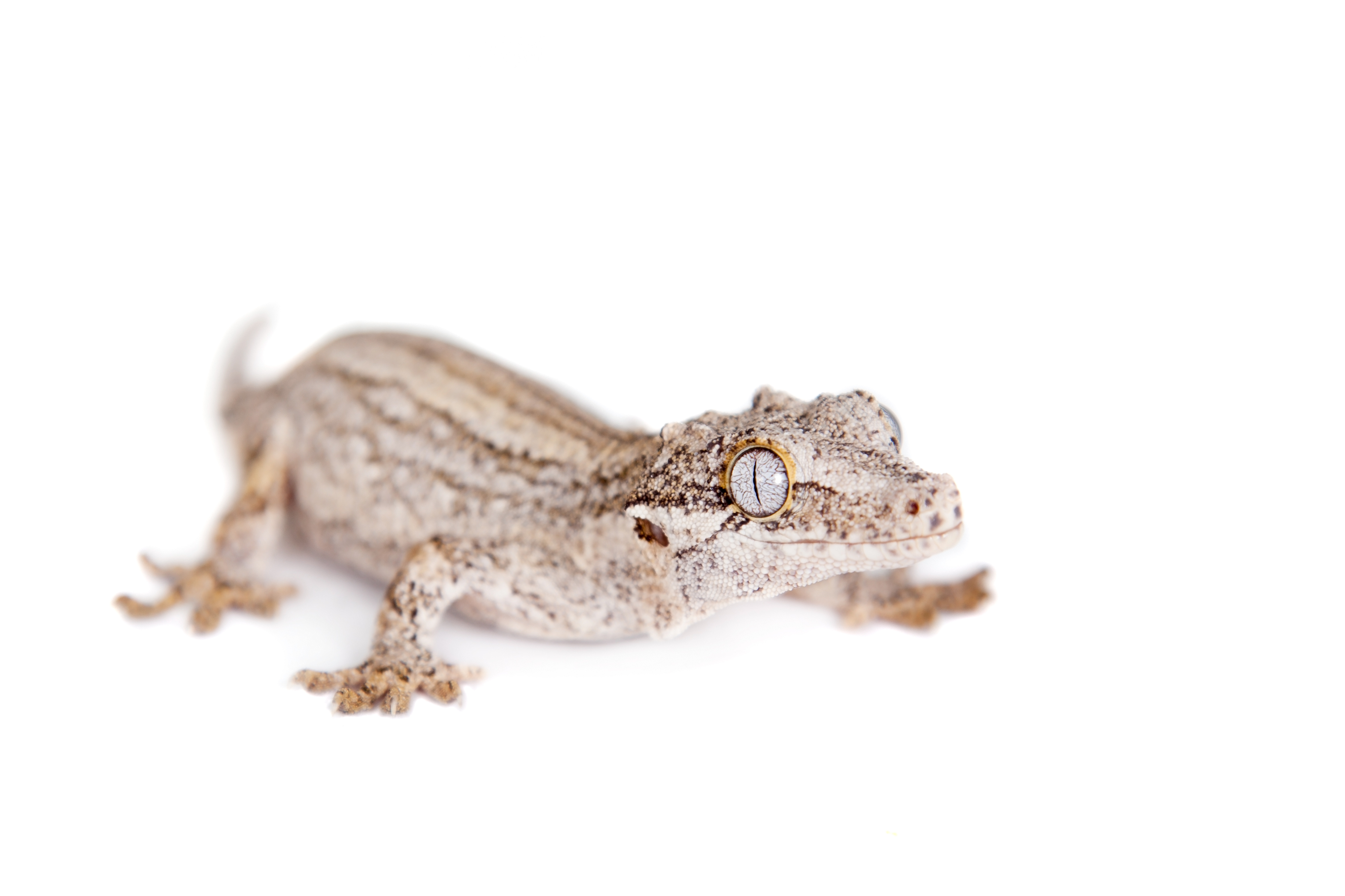 Small gecko 2024 pet