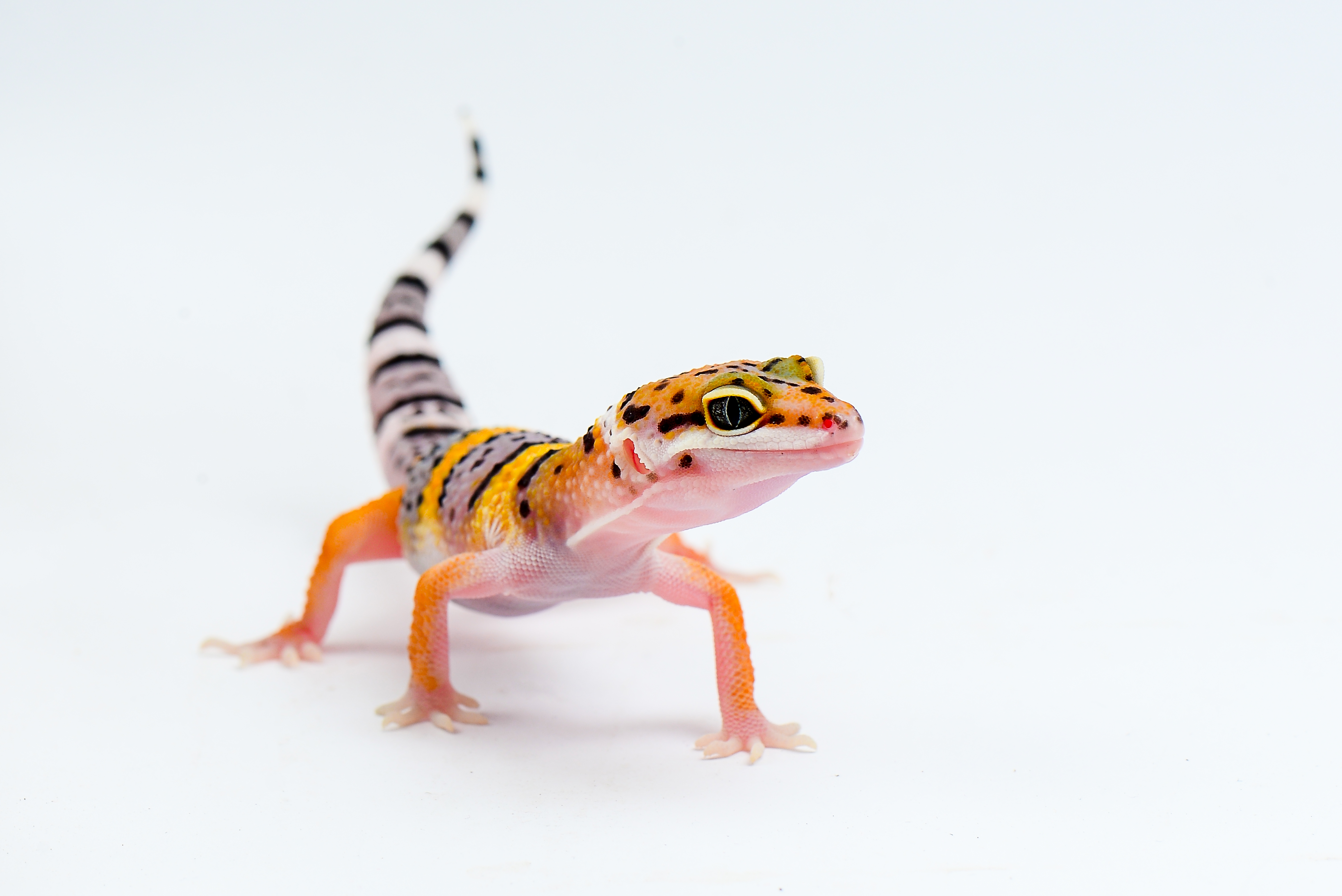 Zilla 6 types of pet geckos blog post - leopard gecko
