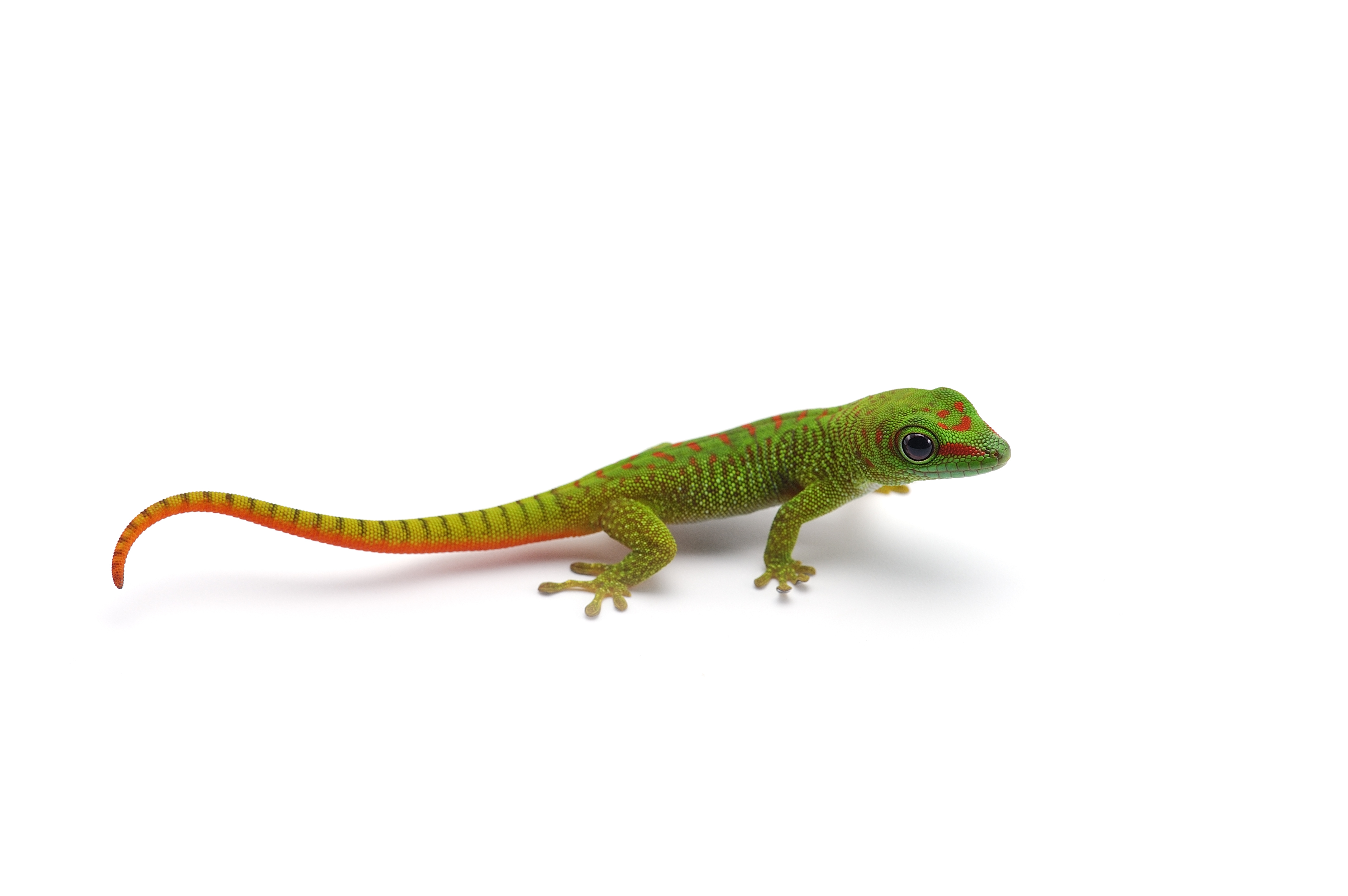 Green discount gecko pet