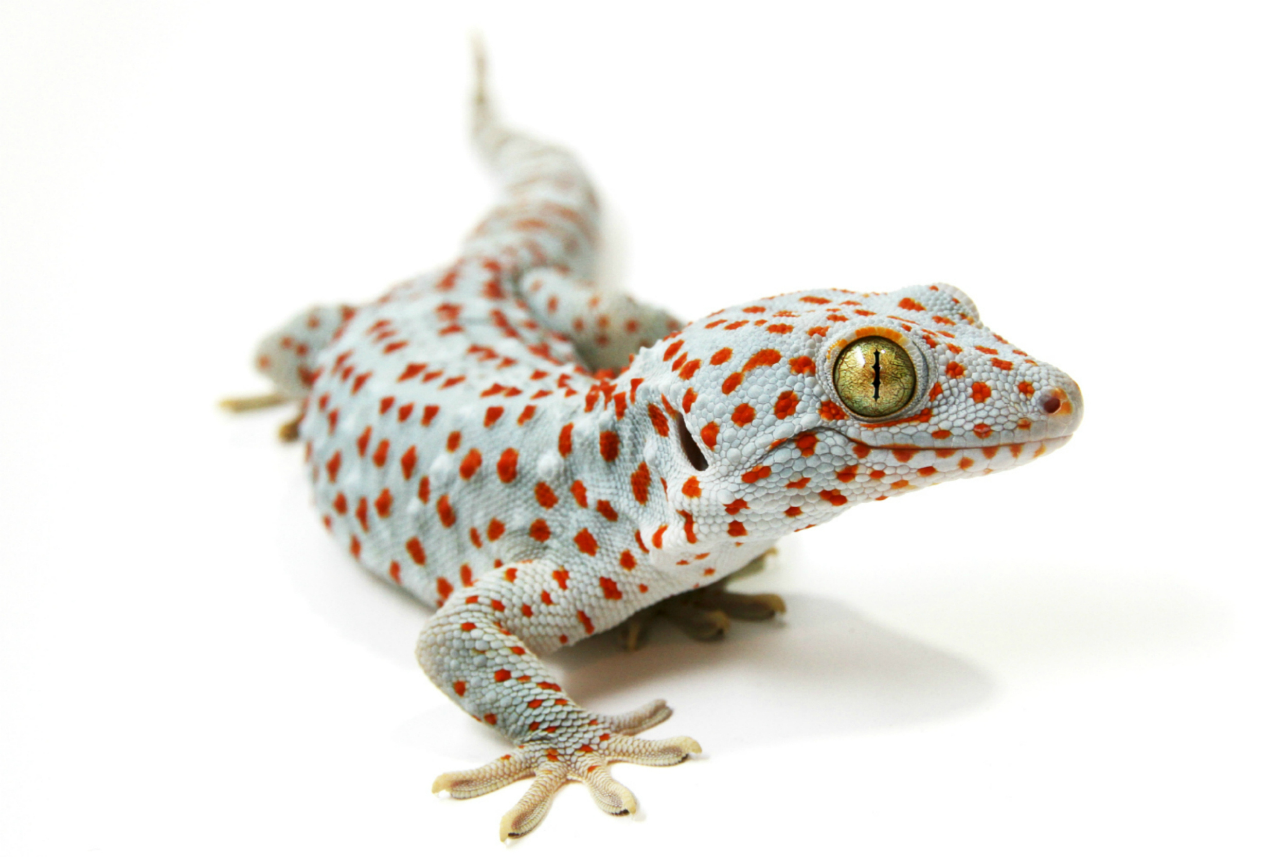 Tiny gecko discount pet