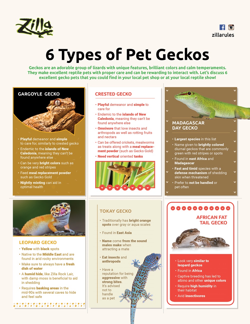 6 Types Of Pet Geckos - Zilla Blog