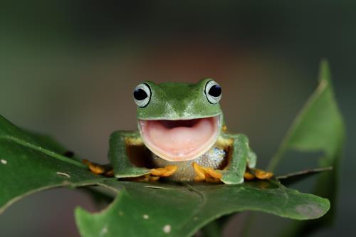Are Frogs Reptiles? No! Here's Why