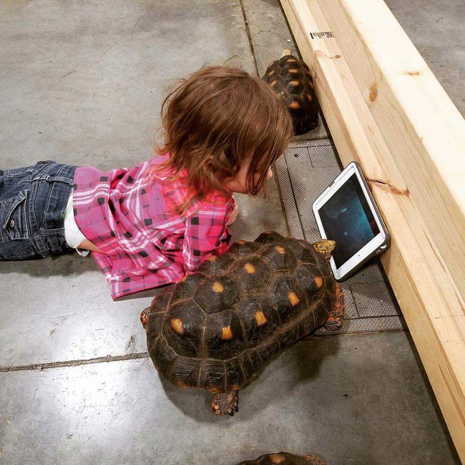 little girl with tortoises watching tablet screen together