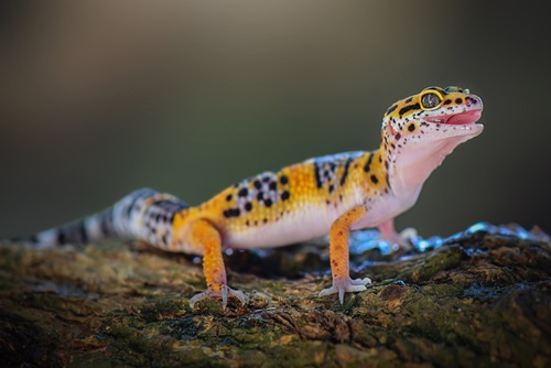 Even though they may have come from the same dinosaur ancestors, reptiles and mammals are totally different animals.