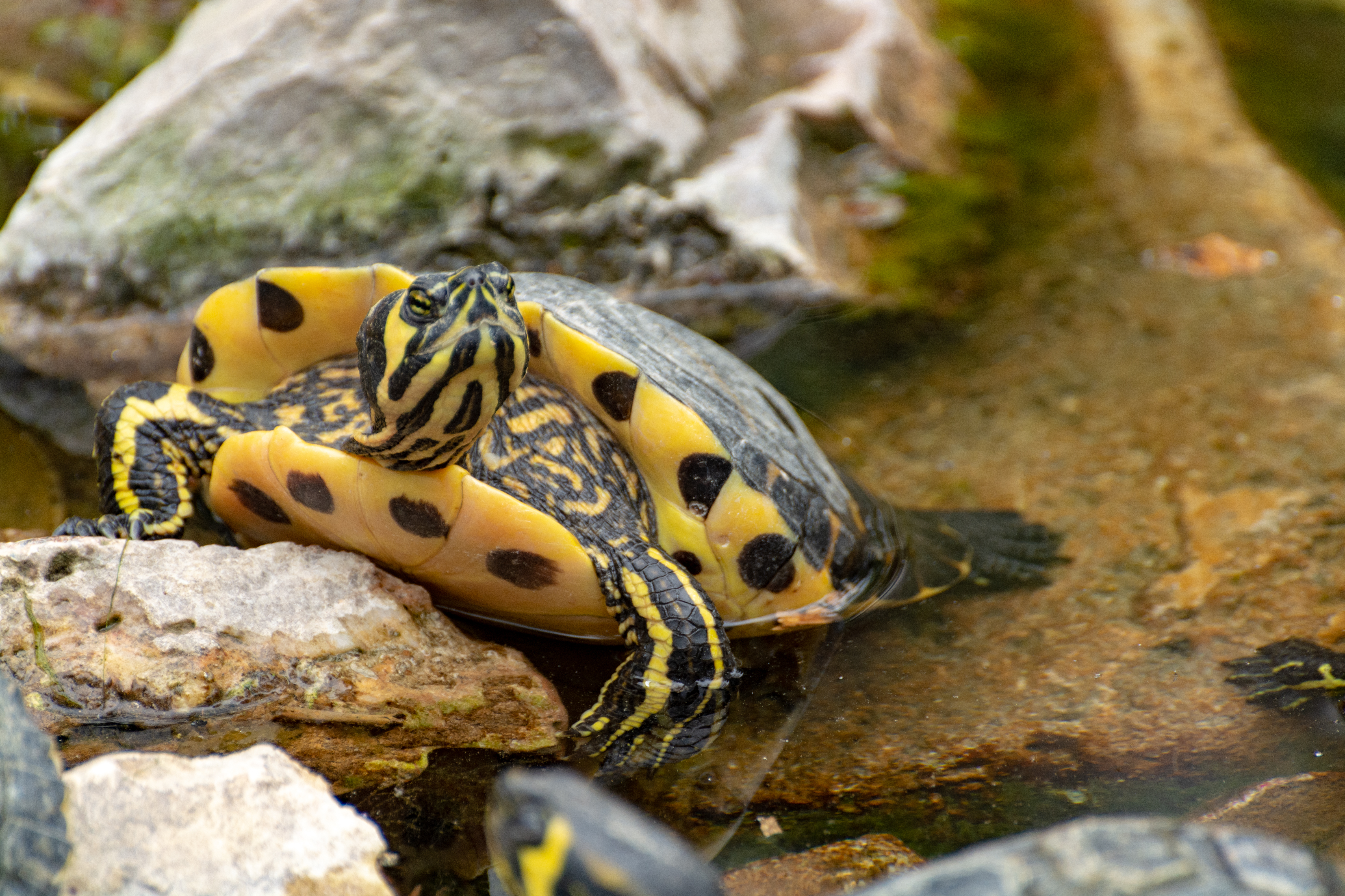 zilla blog are turtles reptiles 