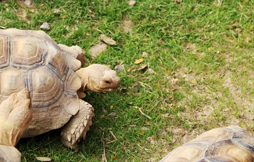 Zilla Blog are turtles reptiles 