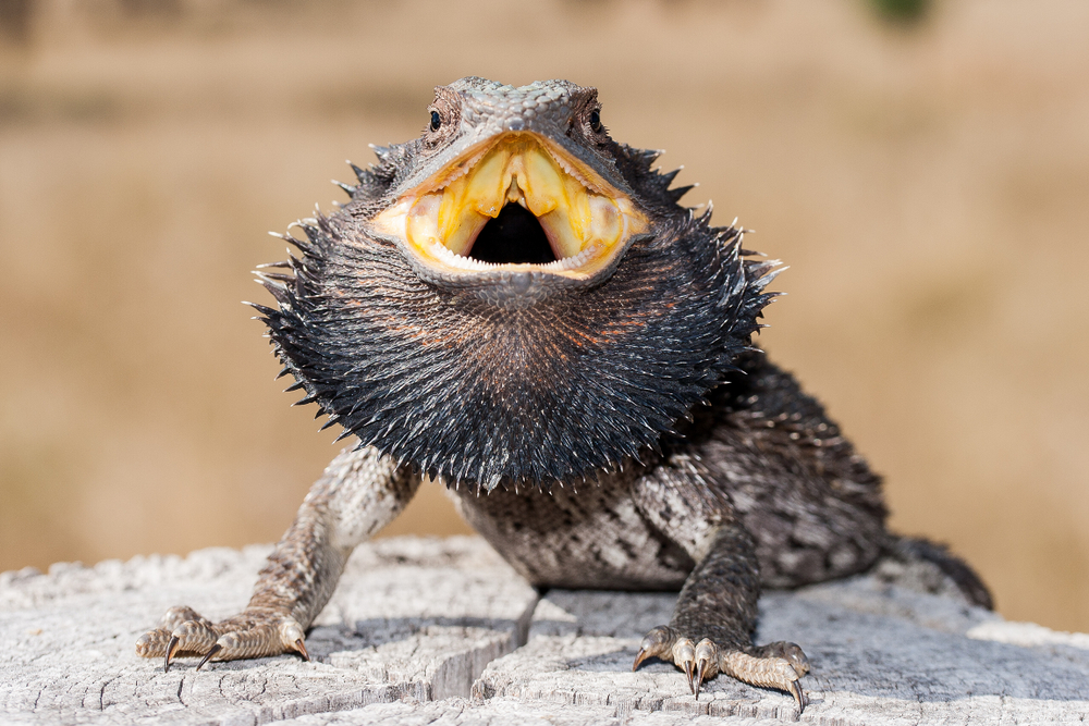 shutterstock_1411877585