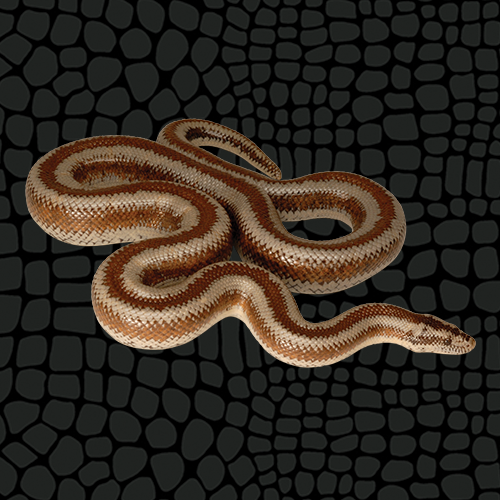 mini python snake