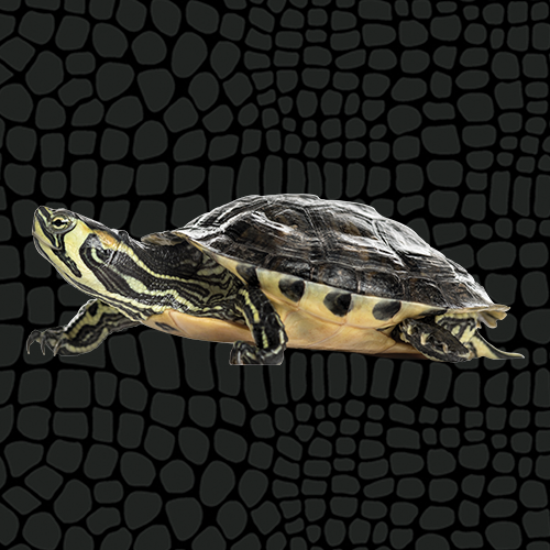 Husbandry Handbook Slider Turtles (Trachemys scripta ssp.)