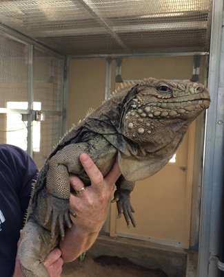 cuban rock iguana being held up