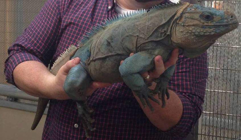 grand cayman blue iguana being held