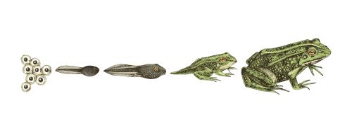 Difference Between Reptiles and Amphibians