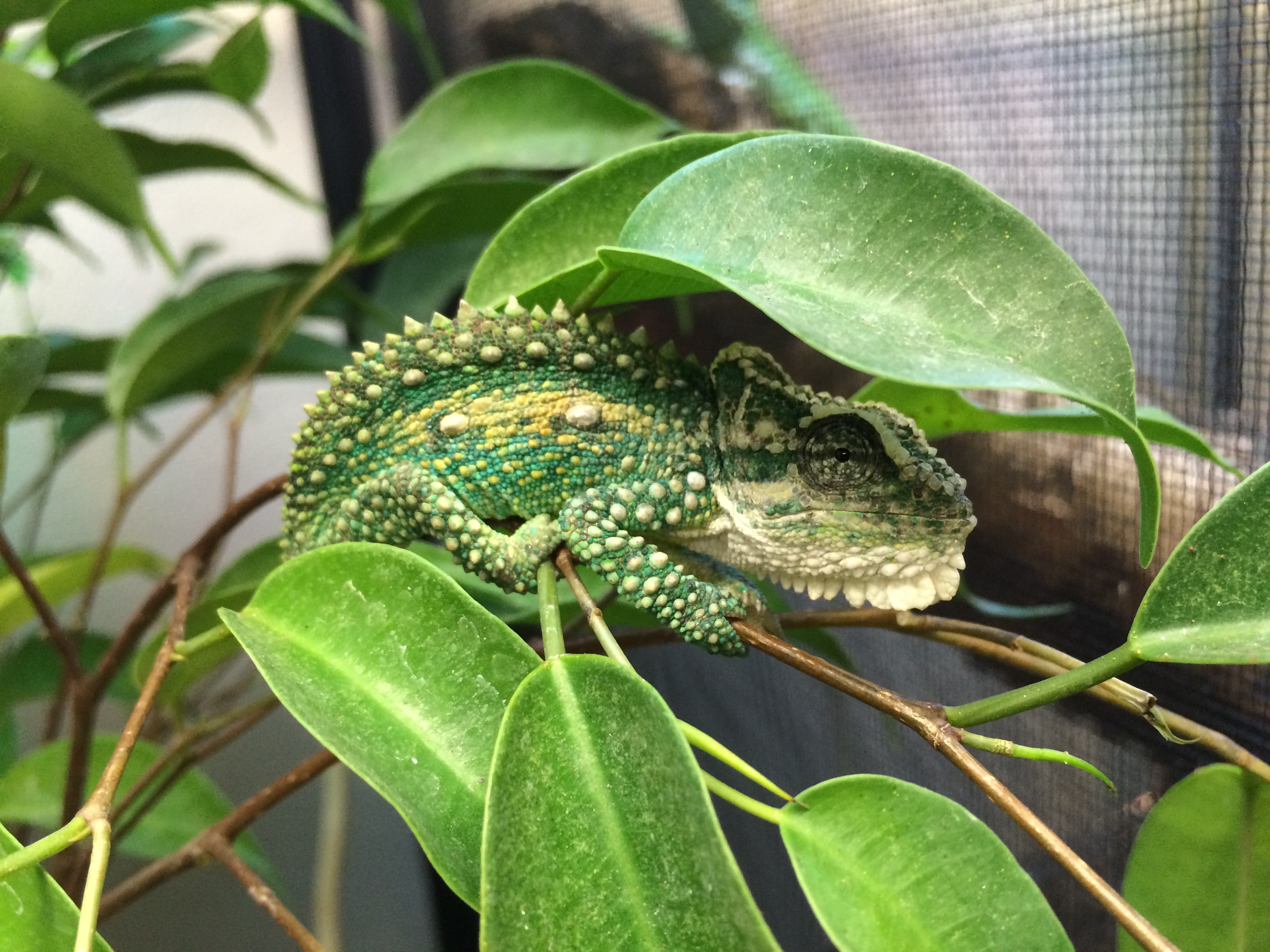 Natal Midlands Dwarf Chameleon (Bradypodion thamnobates) on a tree with leaves