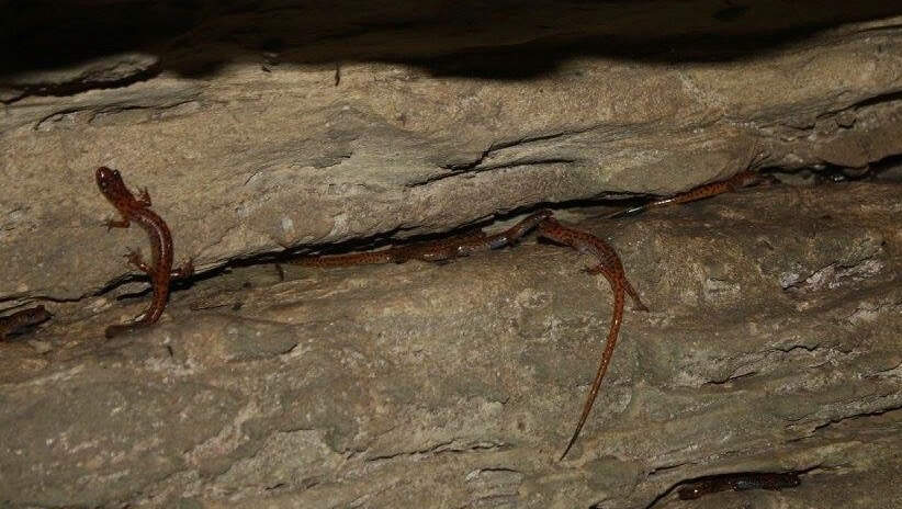 cave salamanders