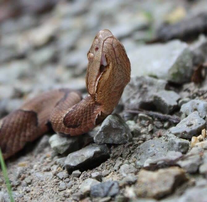 Copperhead snake
